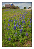 Vince (silentrunner) > Springtime in Brenham, Texas - 2006 photo